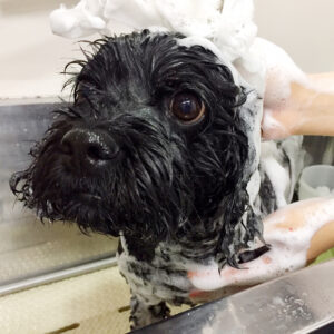 シャンプーミックス