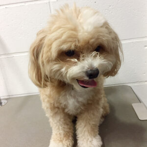 よろしくミックス