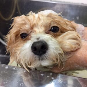 シャンプーミックス