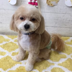 仕上がりミックス