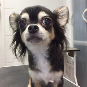 よろしくチワワ