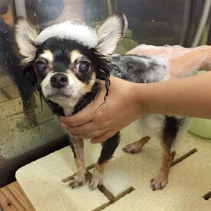 シャンプーチワワ