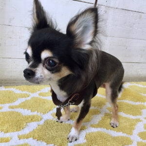 仕上がりチワワ