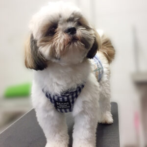 よろしくシーズー