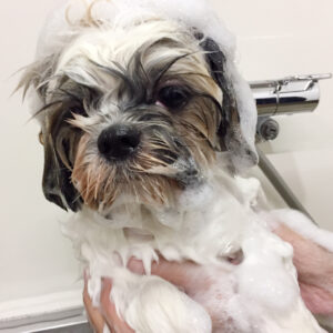 シャンプーシーズー