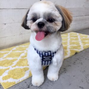 仕上がりシーズー