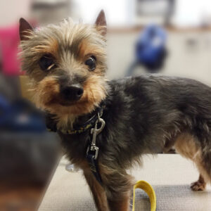 よろしくミックス