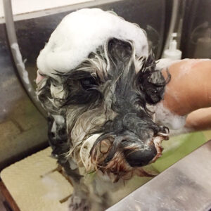 シャンプーMシュナ