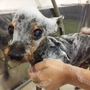 シャンプーミックス