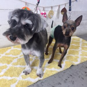 仕上がりミックス&Mシュナ