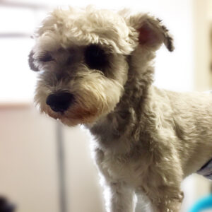 よろしくMシュナ