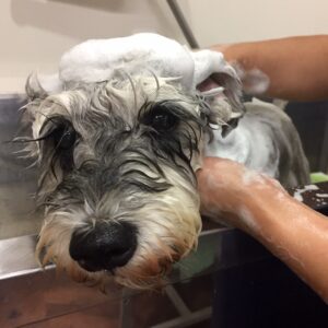 シャンプーMシュナ