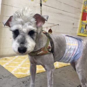 仕上がりMシュナ