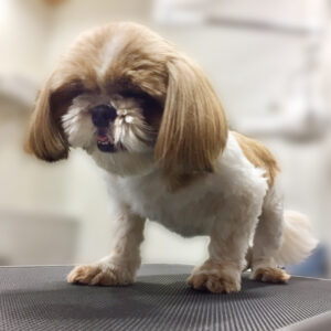 よろしくシーズー