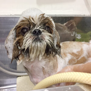 シャンプーシーズー