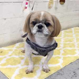 仕上がりシーズー