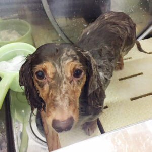 シャンプーダックス