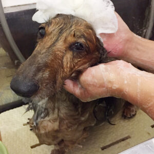 シャンプーダックス