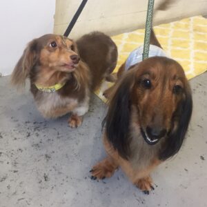 仕上がりダックス