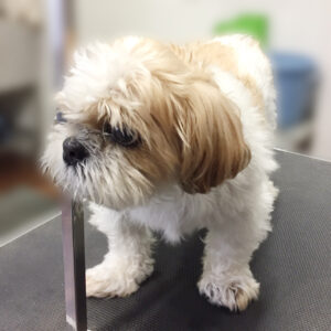 よろしくシーズー