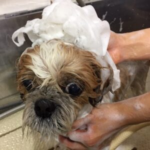 シャンプーシーズー