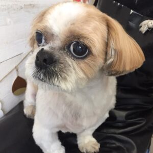 仕上がりシーズー