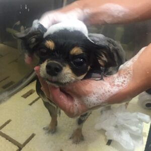 シャンプーチワワ