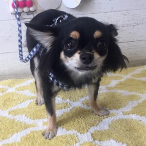 仕上がりチワワ