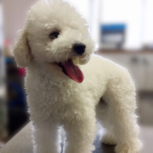 よろしくトイプー