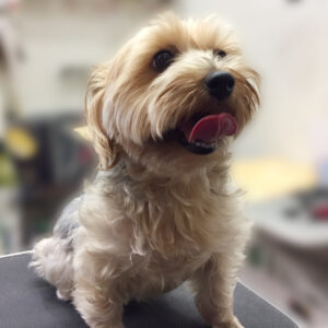 よろしくヨーキー