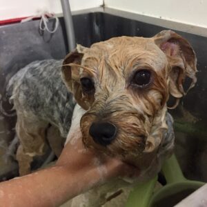 シャンプーヨーキー