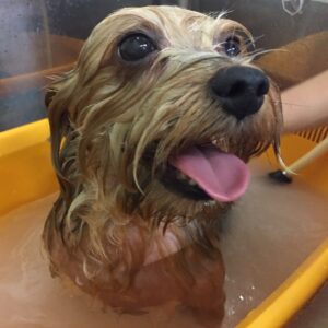 お風呂ヨーキー