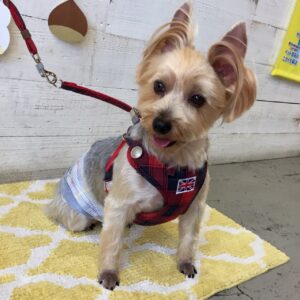 仕上がりヨーキー