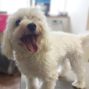 よろしくマルチーズ