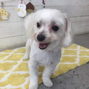 仕上がりマルチーズ