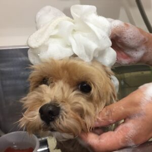 シャンプーミックス