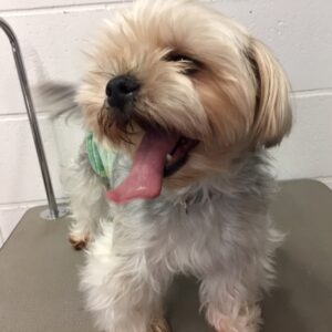 よろしくミックス