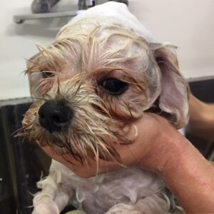 シャンプーミックス