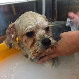 お風呂ミックス