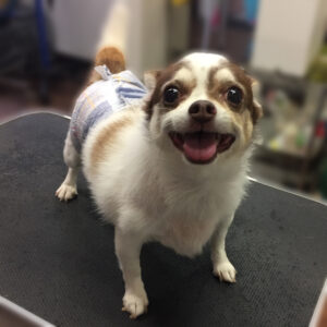 よろしくチワワ