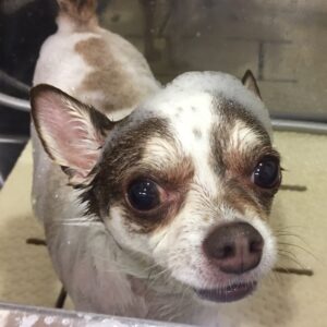 シャンプーチワワ