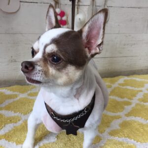 仕上がりチワワ