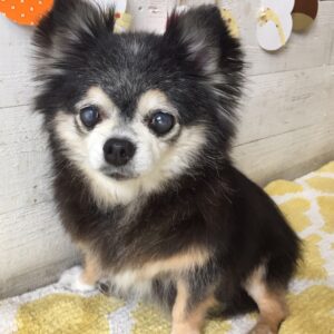 仕上がりチワワ