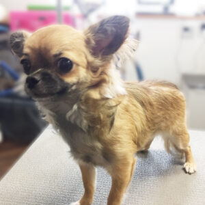 よろしくチワワ