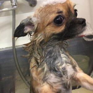 シャンプーチワワ