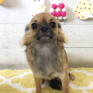 仕上がりチワワ