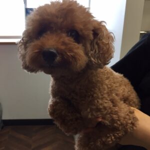 よろしくトイプー