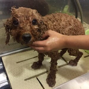 シャンプートイプー