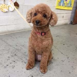 仕上がりトイプー