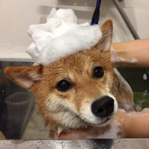 シャンプーしば